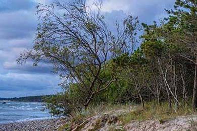 Dijon: What it is, and why the hell everyone's calling it 'the future'